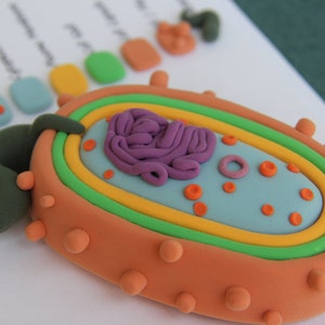 May include: A colorful, handmade model of a cell, crafted from clay. The cell features a light blue interior, a purple nucleus, and orange and green layers. The outer layer is orange with small, round protrusions.