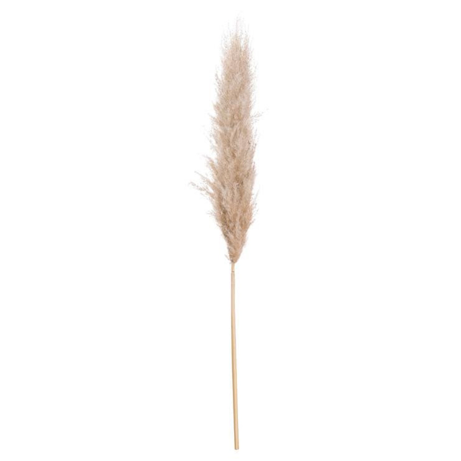 Tall Natural Cloud Pampas Grass Set of 4 Stems Dried Etsy