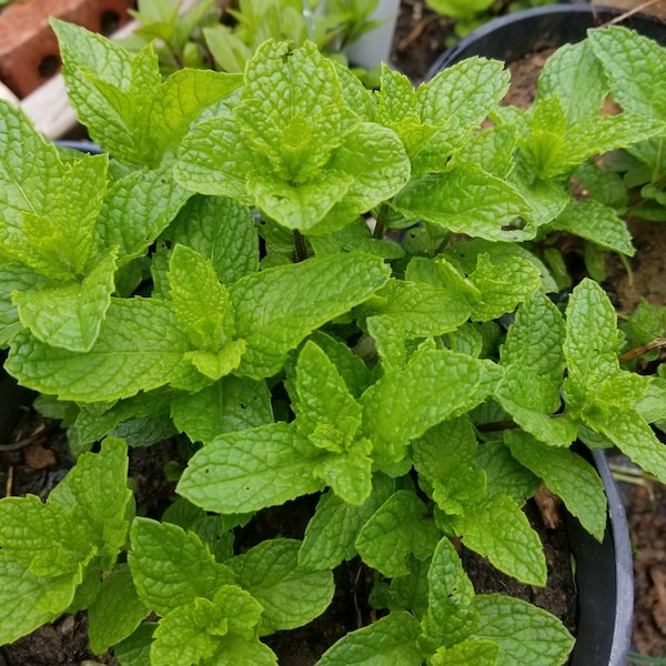 3 starter organic plants Spearmint plant