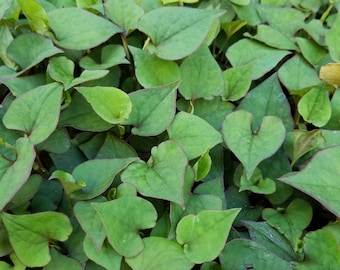 Starter Plants Houttuynia Cordata diep ca (diếp cá)