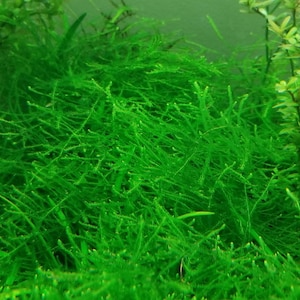 May include: A close-up of a vibrant green aquatic plant with long, thin, feathery leaves. The plant is densely packed, creating a lush, textured appearance.