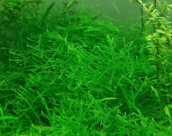 Java Moss (Buy 2 get 1 Free) Taxiphyllum Barbieri - Live Aquarium Plants