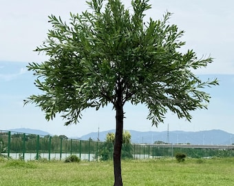 Custom 7Ft olive tree artificial green tree olive branch interchangeable garden backyard decor shopping mall decor restaurant decor