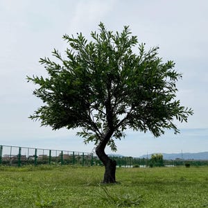 K&ouml;nnte beinhalten: Ein reifer Olivenbaum mit dunkelgr&uuml;nen Bl&auml;ttern und einem verdrehten Stamm, der auf einer Wiese unter einem bew&ouml;lkten Himmel steht. Der Baum hat kleine, dunkle Oliven. Ein Zaun und Geb&auml;ude sind in der Ferne zu sehen.