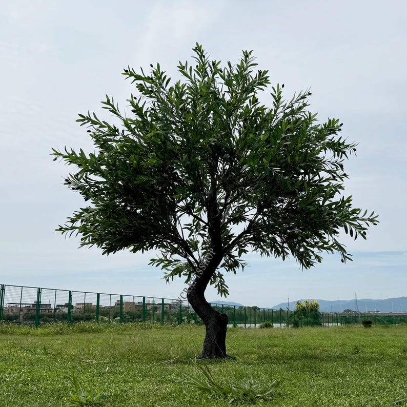 K&ouml;nnte beinhalten: Ein reifer Olivenbaum mit dunkelgr&uuml;nen Bl&auml;ttern und einem verdrehten Stamm, der auf einer Wiese unter einem bew&ouml;lkten Himmel steht. Der Baum hat kleine, dunkle Oliven. Ein Zaun und Geb&auml;ude sind in der Ferne zu sehen.