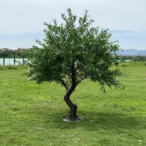 K&ouml;nnte beinhalten: Ein kleiner Olivenbaum mit &uuml;ppigem gr&uuml;nen Laub und einem dunkelbraunen Stamm steht auf einer Wiese. Der Baum hat einen gebogenen Stamm und scheint eine Zierpflanze zu sein. Im Hintergrund sind ein See, Geb&auml;ude und ein bew&ouml;lkter Himmel zu sehen.