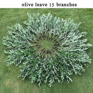 K&ouml;nnte beinhalten: Kreisf&ouml;rmige Anordnung von 15 Olivenblattzweigen auf Gras. Die Bl&auml;tter weisen verschiedene Gr&uuml;nt&ouml;ne auf. Der Text "olive leaf 15 branches" ist oben zu sehen.