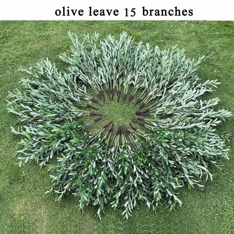 K&ouml;nnte beinhalten: Kreisf&ouml;rmige Anordnung von 15 Olivenblattzweigen auf Gras. Die Bl&auml;tter weisen verschiedene Gr&uuml;nt&ouml;ne auf. Der Text "olive leaf 15 branches" ist oben zu sehen.