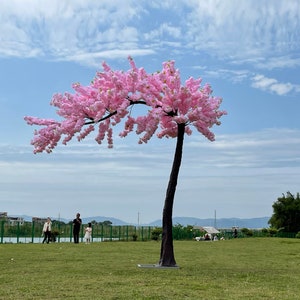 May include: A pink cherry blossom tree with a single trunk, standing in a grassy field. The tree is in full bloom, with delicate pink flowers covering its branches. The sky is blue with white clouds.
