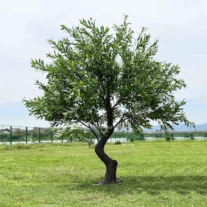Full Lush artificial olive tree 7Ft green decorative trees branch detachable for backyard garden decor restaurant or hotel lobby decor