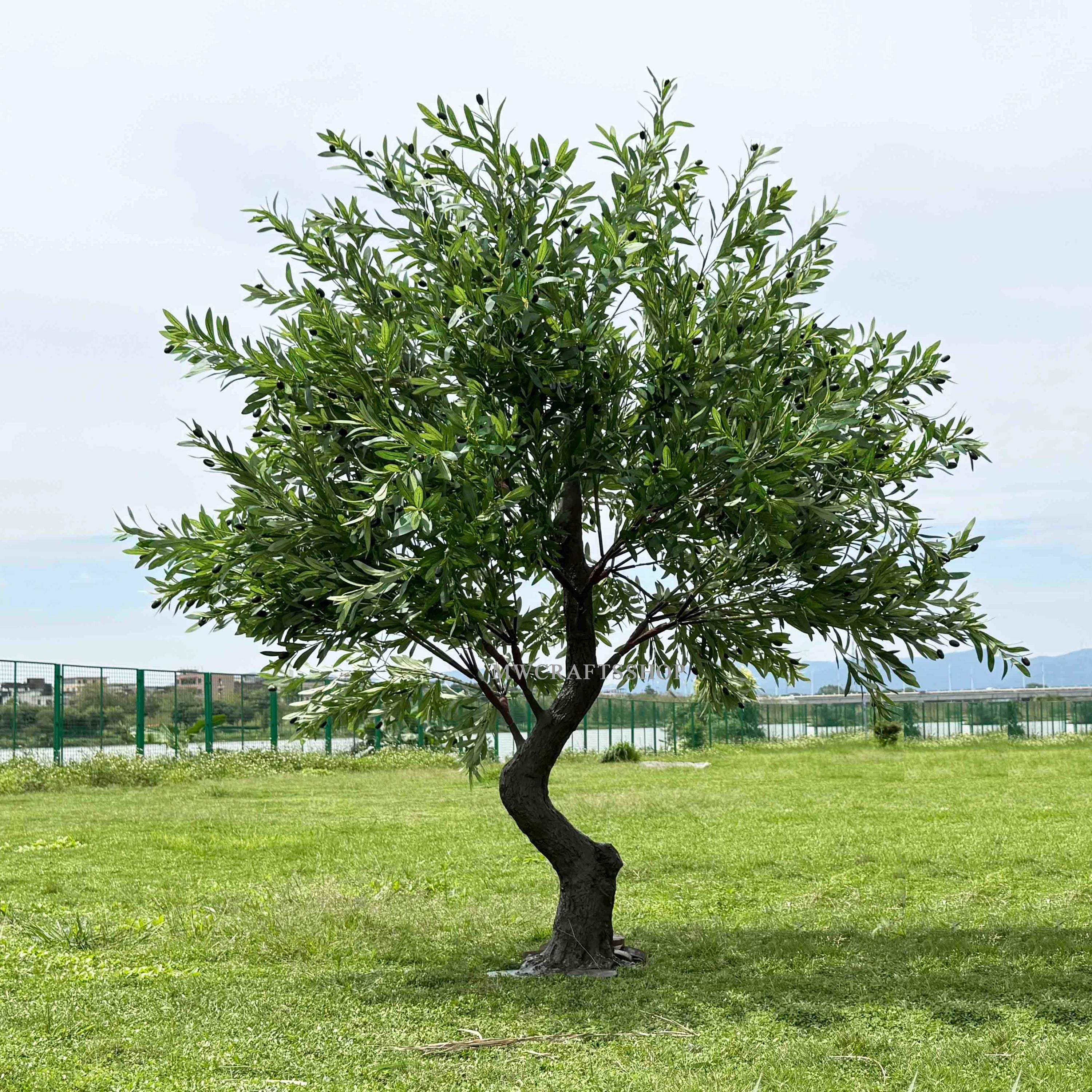 welche pflanzerde fr olivenbume Olivenbaum Erde 5 L