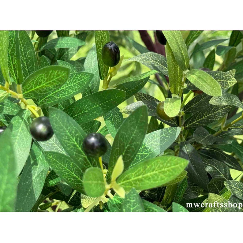 K&ouml;nnte beinhalten: Nahaufnahme eines Olivenzweigs mit gr&uuml;nen Bl&auml;ttern und dunkelvioletten Oliven. Die Bl&auml;tter weisen detaillierte Adern auf, und die Oliven sind gl&auml;nzend. Das Bild ist gut beleuchtet und zeigt die nat&uuml;rlichen Farben und Texturen. Thema: Natur und Botanik.