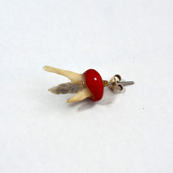 Earring from bone and falso pau brasil seed, suited for allergics