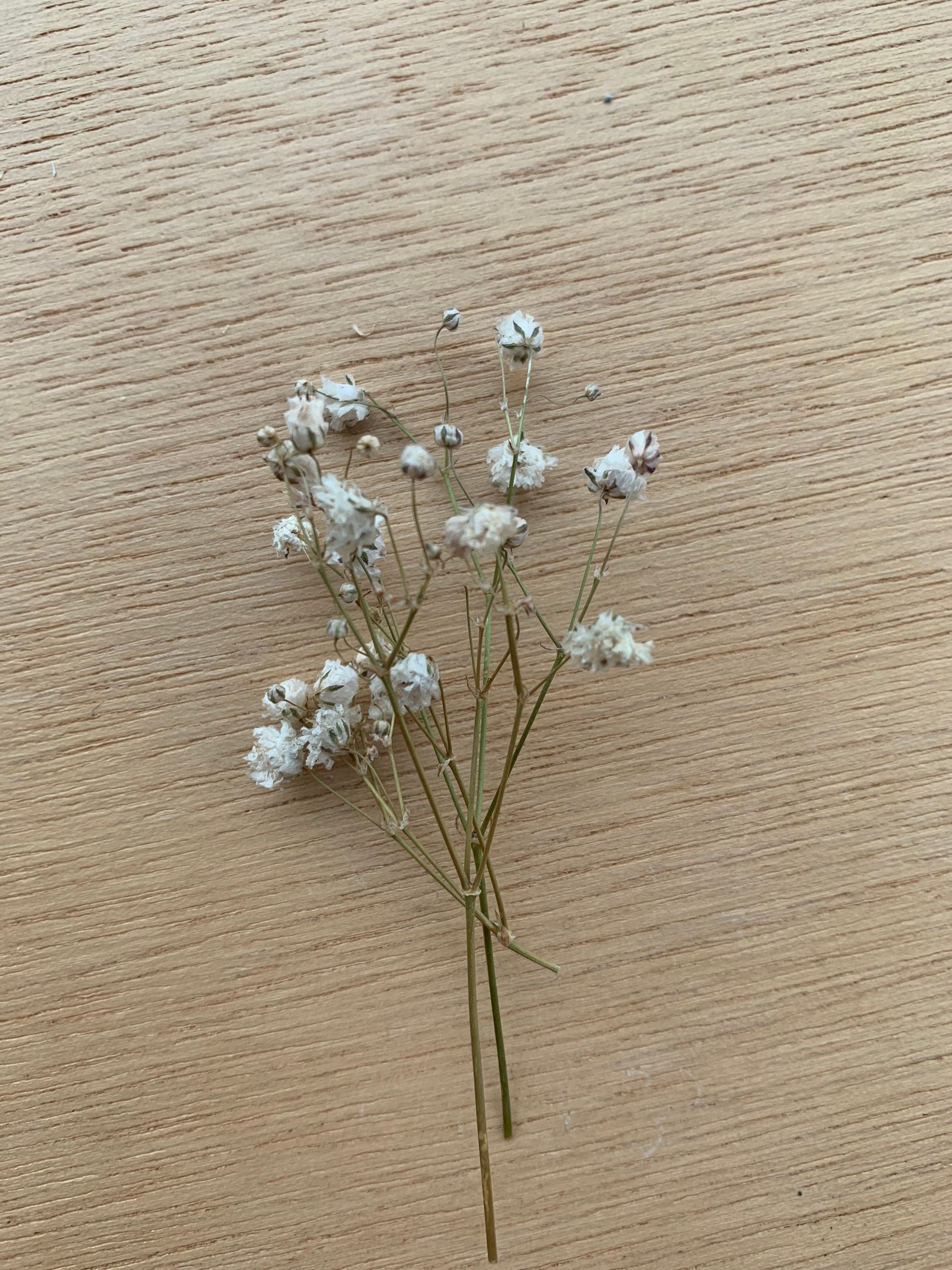 Tiny small white dried flower around 5cm in height Etsy