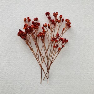 May include: Dried red flowers with delicate stems against a white background. The flowers have small, clustered buds at the tips of their branches. The stems are thin and brown, creating a natural, organic aesthetic.