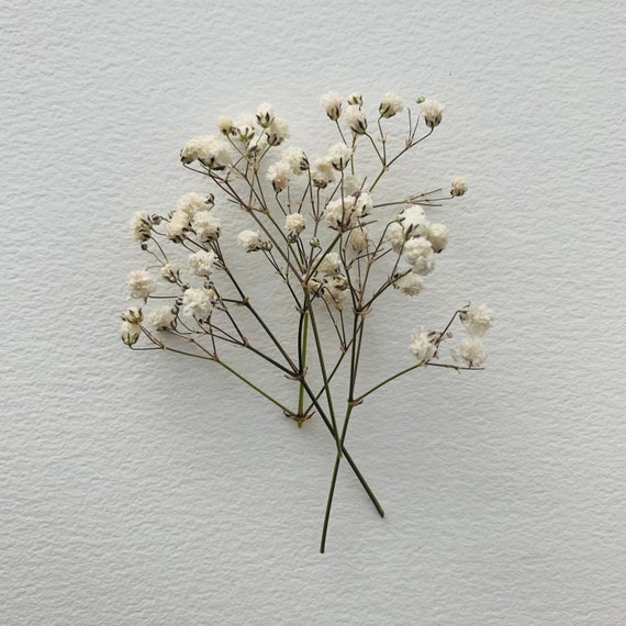 Piccoli fiori secchi bianchi, alti circa 5 cm -  Italia
