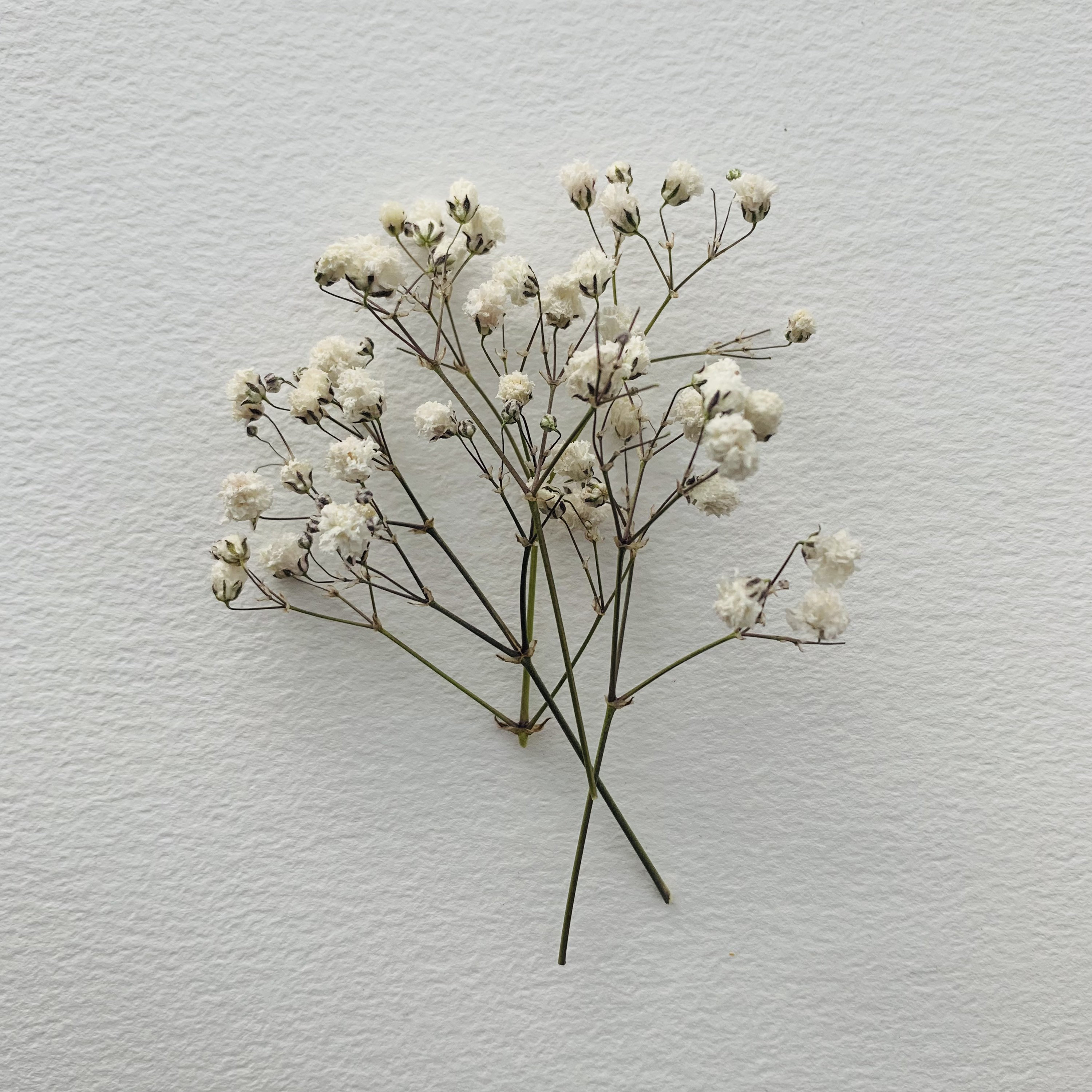 Tiny Small White Dried Flower Around 5cm in Height 