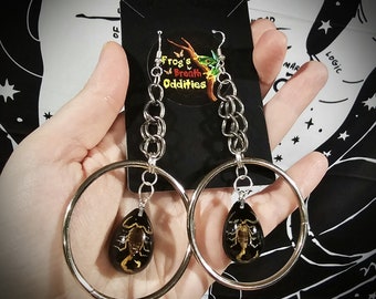 Real Scorpion Earrings Goth Jewelry Alternative Fashion Spooky Accessories Macabre Creepy Dark Aesthetic Oddities Curiosities