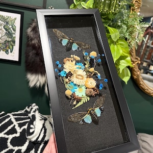 Real Cicada Insect Handmade Framed Entomology Art, Insect Collector’s Wall Art, Cicada Insect and Botanical Entomology, Wall Hanging Decor