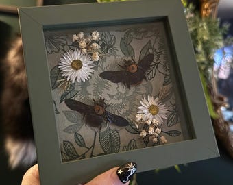Real Yellow Carpenter Bees with Dried Florals Handcrafted Collectors Entomology Framed, Gothic Cottagecore Bee Specimen Entomology
