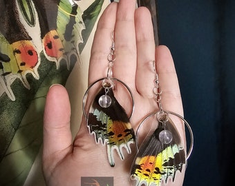 Real Ethically Sourced Sunset Madagascar Moth Wing Angel Aura Quartz Earrings Oddities Curiosities Jewelry Macabre Accessories