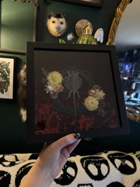 A real mummified flying lizard, framed and mounted like a Victorian naturalist's prize specimen — genuinely rare taxidermy art you won't find at HomeGoods.