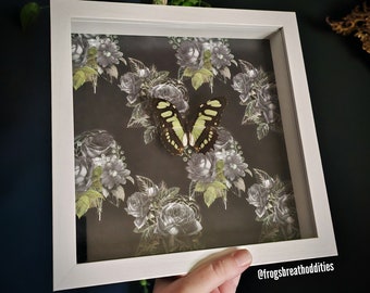 Real Entomology Framed Green Graphium Butterfly Wall Gothic Home Decor Oddities Curiosities Unusual Entomology Taxidermy Macabre
