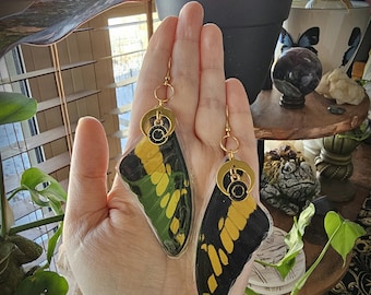 Real Ethically Sourced Yellow Palipo Swallowtail Butterfly Wing Earrings Oddities Curiosities Jewelry