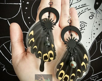 Real Ethically Sourced Black Swallowtail Butterfly Wing Earrings Oddities Curiosities Jewelry