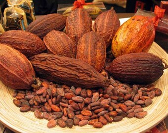 15 Fresh Sustainably-Grown Cacao Seeds from Puerto Rico Details about CACAO SEEDS 15 Fresh Sustainably-Grown Cacao Seeds from Puerto Rico Details about CACAO SEEDS