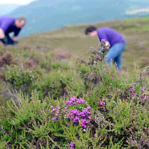May include: A close-up of purple heather flowers blooming in a field. Two people are blurred in the background, working on a project.