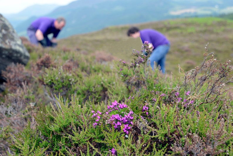 May include: A close-up of purple heather flowers blooming in a field. Two people are blurred in the background, working on a project.