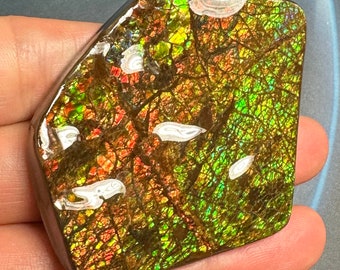 Natural Canadian Ammolite Ammonite Freeform Gemstone 64X49X8 mm 47 Grams #3010-4