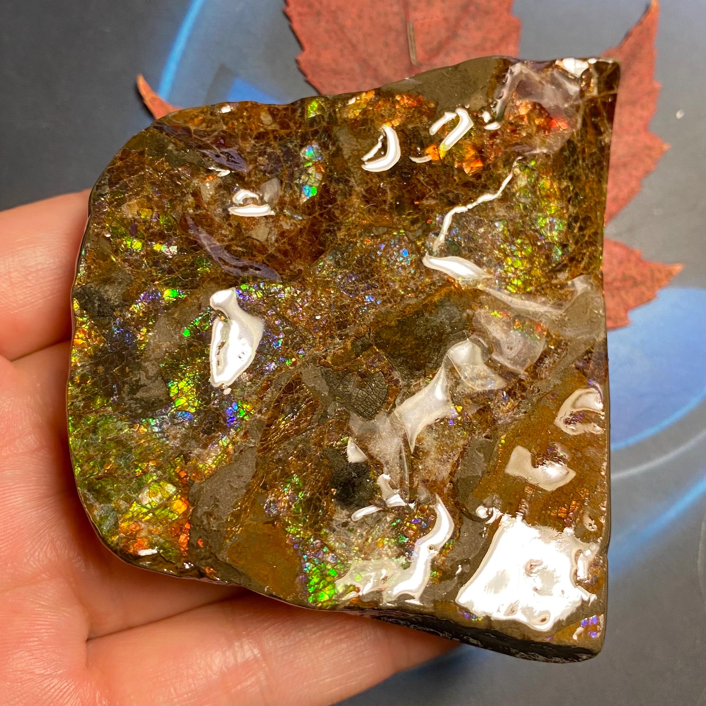 カナダ アンモライト 宝石標本 カナダ産アンモライト宝石標本：希少な虹色の化石、カナダ・アルバータ