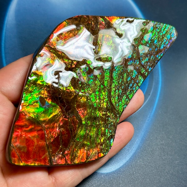 Authentique pierre précieuse d'ammolite ammonite canadienne naturelle, pierre précieuse de forme libre 129 x 60 x 11 mm, 135 grammes # 3007-35