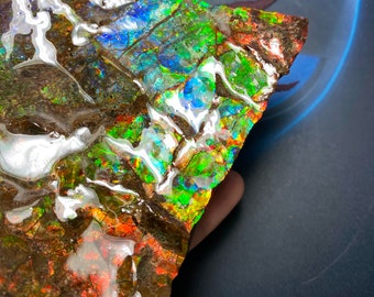 Natural Canadian Ammolite Ammonite Freeform Gemstone 116X105X52 mm 584 Grams #3010-63