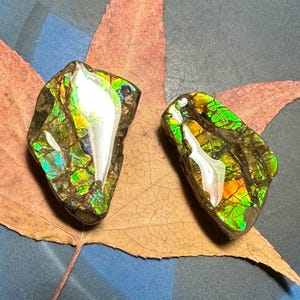 Puede incluir: Dos fósiles de amonites iridiscentes de color verde y dorado con un brillo nacarado. Los fósiles están sobre una hoja marrón.