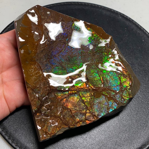 cocoronut アンモナイト まとめ売り Amazon | COLLECTA 恐竜フィギュア