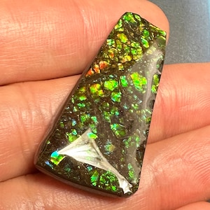 Authentic Ammolite Gemstone Natural Canadian Ammonite Freeform Gemstone 37X19 MM #3010-10