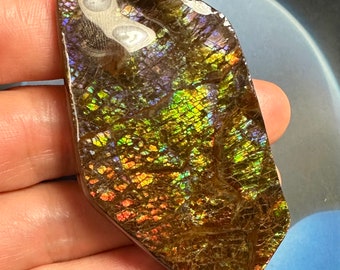 カナダ産アンモナイト アンモライト 天然宝石標本 67X38X8 MM 33