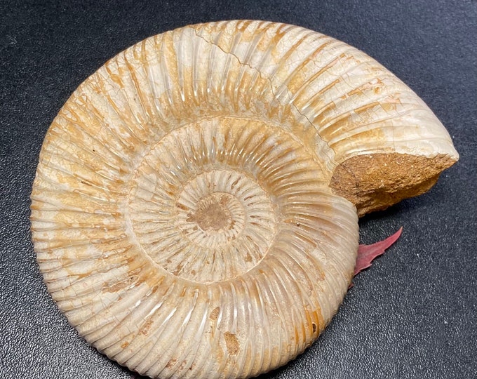 African Ammonite Specimen 103X87X29 mm 296 Grams #2560