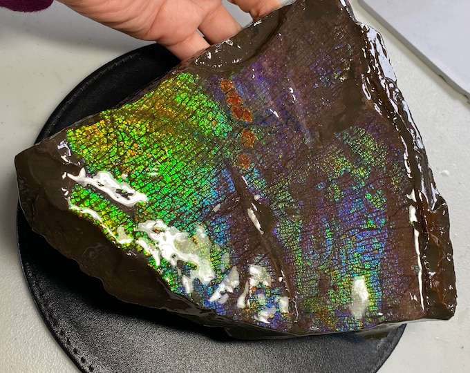 Canadian Ammolite Ammonite Specimen 210X190X60 MM 2939 Grams #2555-219