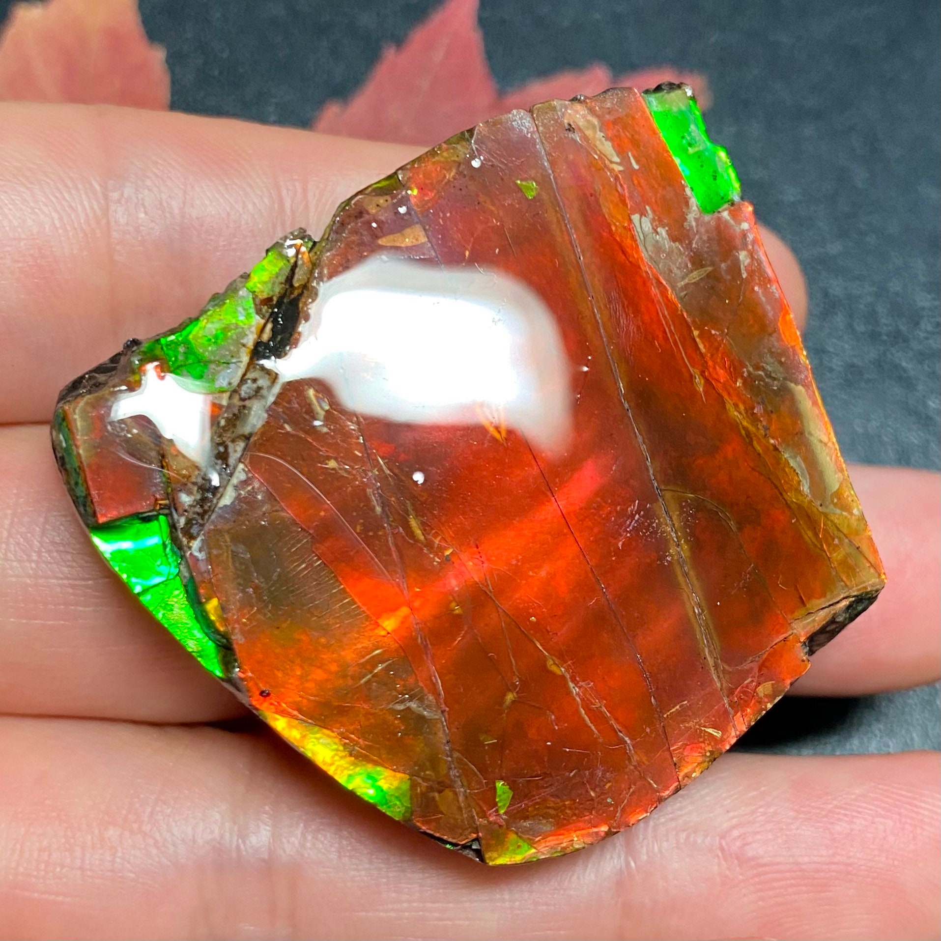 カナダ産アンモライト アンモナイト標本 44X39X10 mm 38 グラム #2555