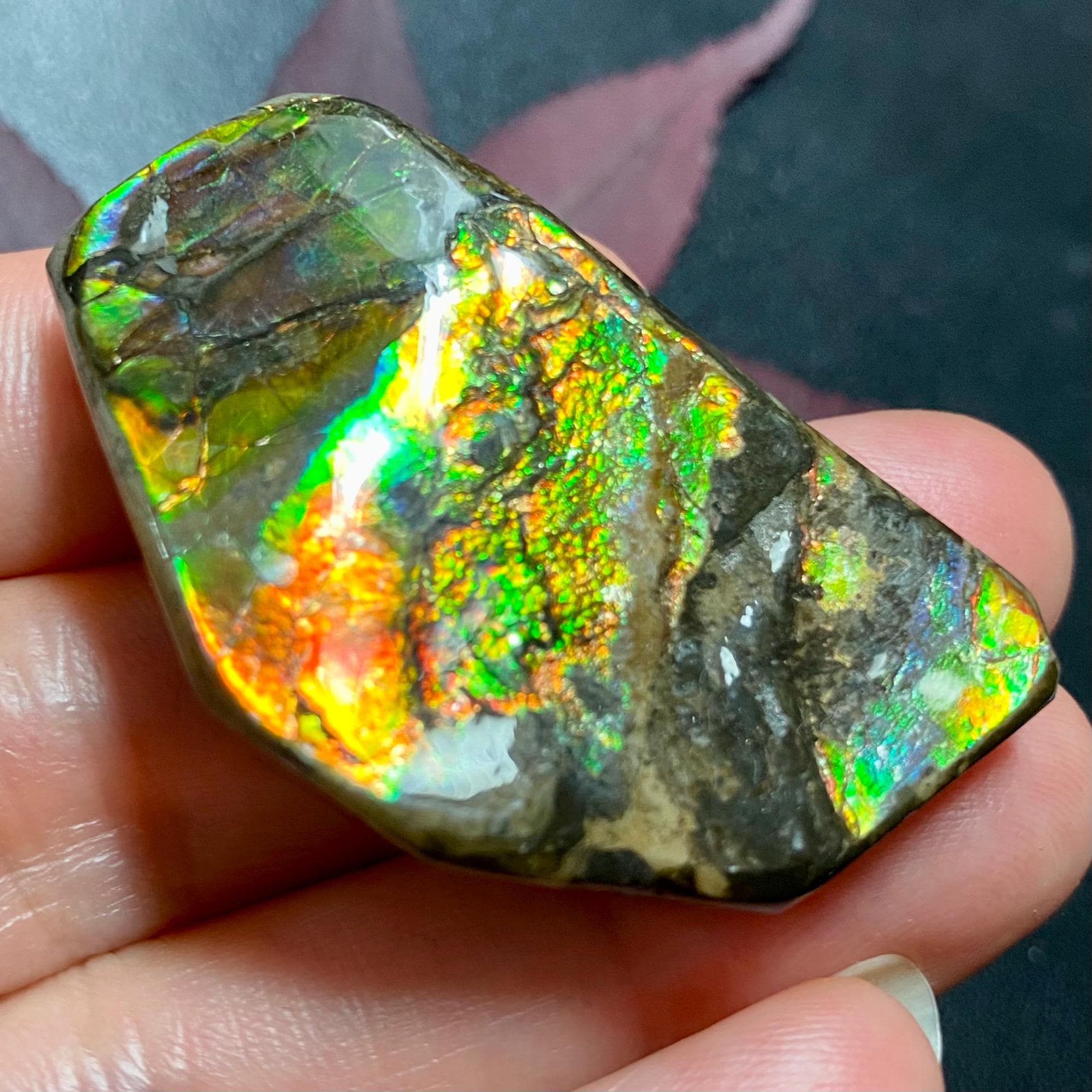 カナダ産アンモナイト アンモライトフリーフォーム宝石標本 複数