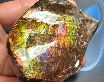 【未使用に近い】アンモライト原石標本　アンモライト研究所　カナダ産　アンモナイト 楽天市場】アンモライト原石標本 : アンモライト研究所