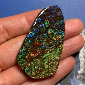 Authentic Ammolite Gemstone Natural Canadian Ammonite Freeform Gemstone 57X32 MM #2379