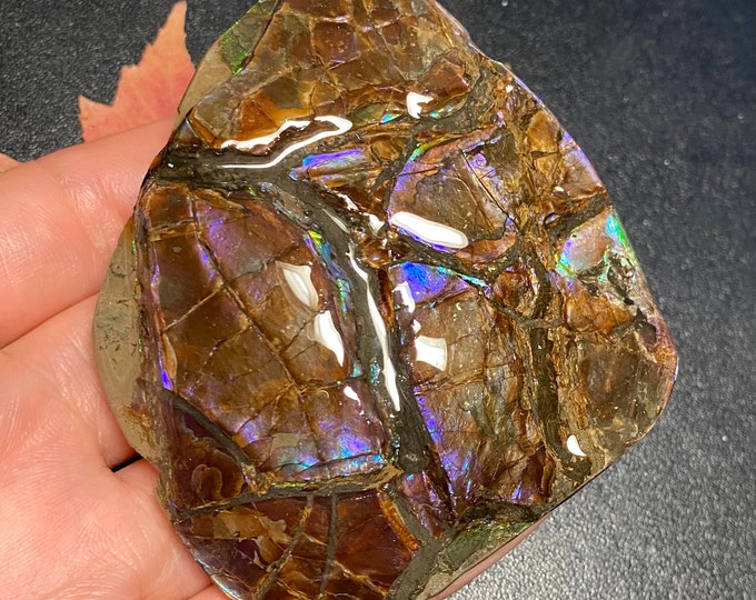 Canadian Ammonite Freeform Gemstone Specimen 88X72X14 mm 116 Grams #2555-607