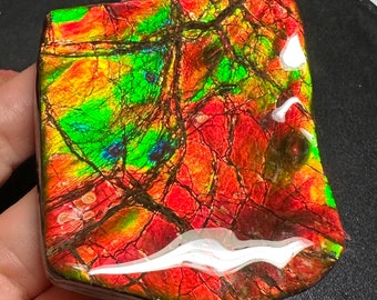 カナダ産アンモナイト アンモライト フリーフォーム標本 ドラゴン