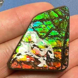 Ammolite Gemstone – Natural Canadian Fossilized Gem Canadian Ammonite Freeform Specimen Multiple Options