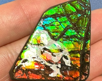 アンモライト宝石 - カナダ産天然化石宝石 カナダ産アンモナイト自由形